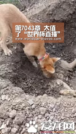 第7043章 太值了“世界杯直播”(图2) 世界杯直播